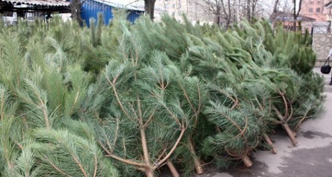 Средняя цена елки в ДНР составит 300 рублей