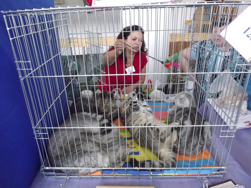 Купи друга за гривен Или немного о Международной выставке кошек в Луганске фото видео