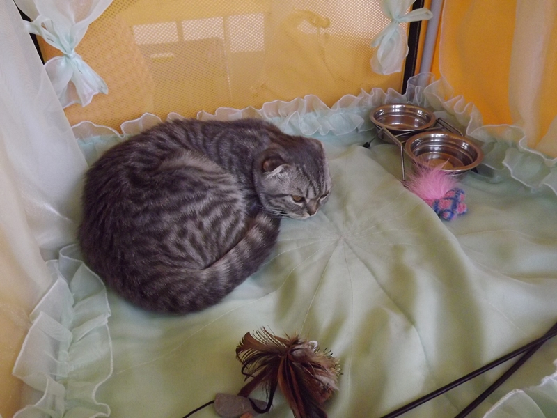 Купи друга за гривен Или немного о Международной выставке кошек в Луганске фото видео