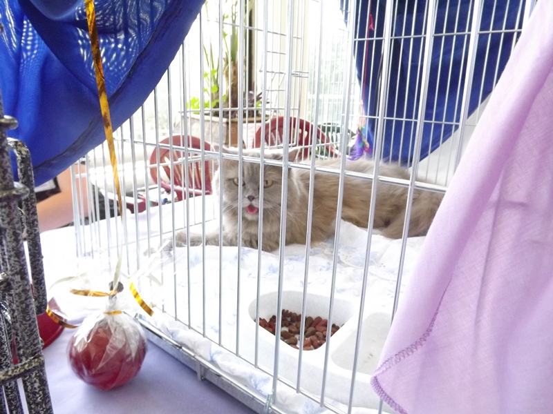 Купи друга за гривен Или немного о Международной выставке кошек в Луганске фото видео