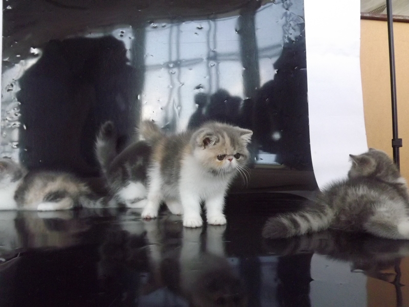 Купи друга за гривен Или немного о Международной выставке кошек в Луганске фото видео