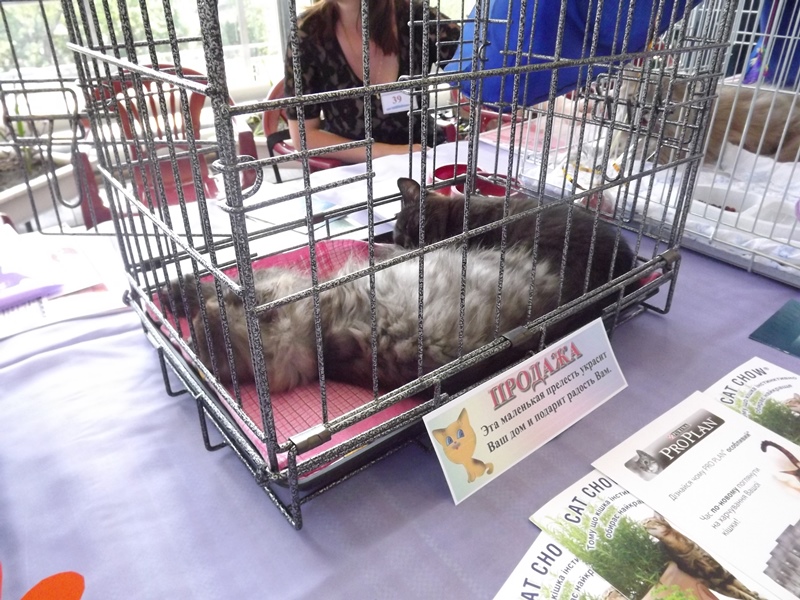 Купи друга за гривен Или немного о Международной выставке кошек в Луганске фото видео