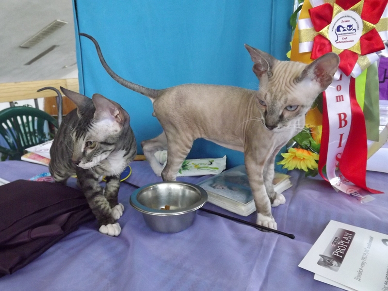 Купи друга за гривен Или немного о Международной выставке кошек в Луганске фото видео
