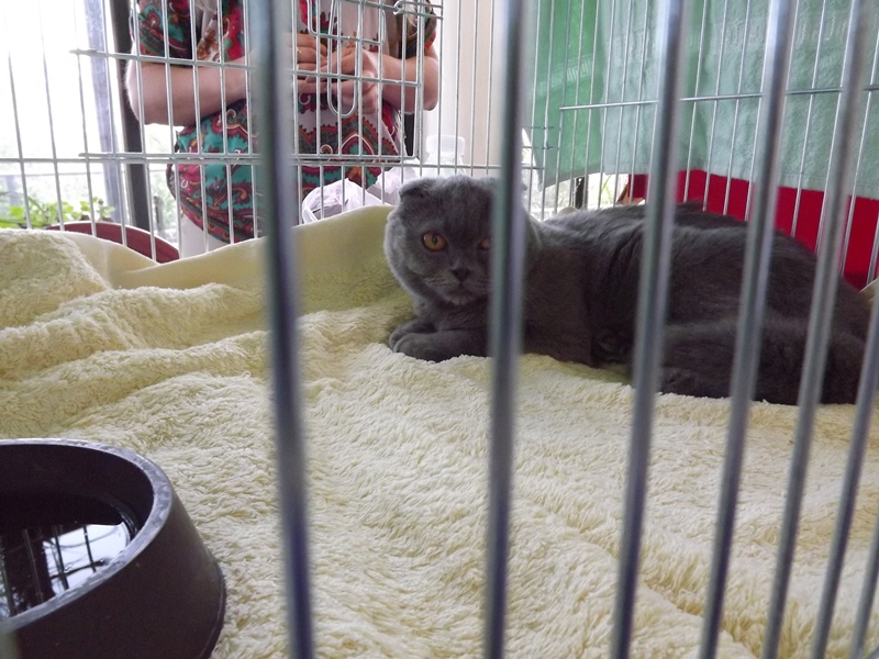 Купи друга за гривен Или немного о Международной выставке кошек в Луганске фото видео