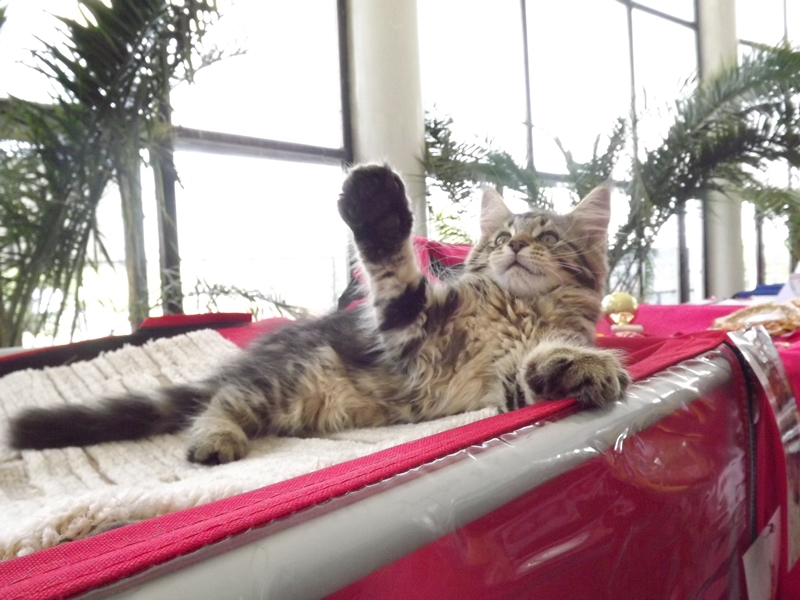 Купи друга за гривен Или немного о Международной выставке кошек в Луганске фото видео