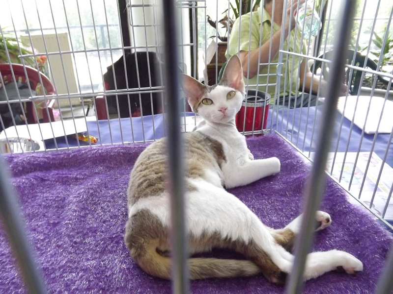 Купи друга за гривен Или немного о Международной выставке кошек в Луганске фото видео