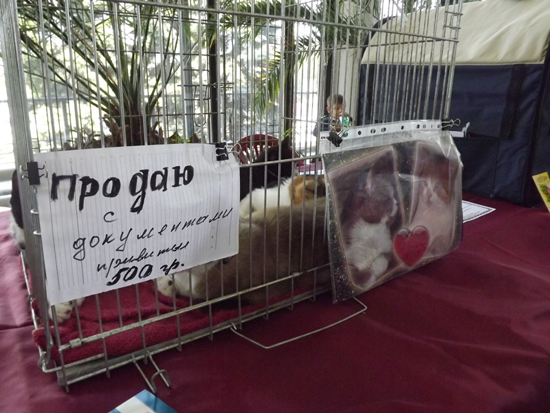 Купи друга за гривен Или немного о Международной выставке кошек в Луганске фото видео