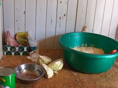 Мухи грязь и испорченные продукты Ветмилиция проверила киоски луганского фастфуда фото