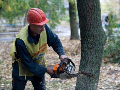 Программа Владимира Медяника по ликвидации аварийных деревьев проходит в Молодогвардейске на отлично