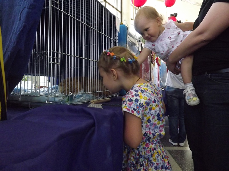 Купи друга за гривен Или немного о Международной выставке кошек в Луганске фото видео