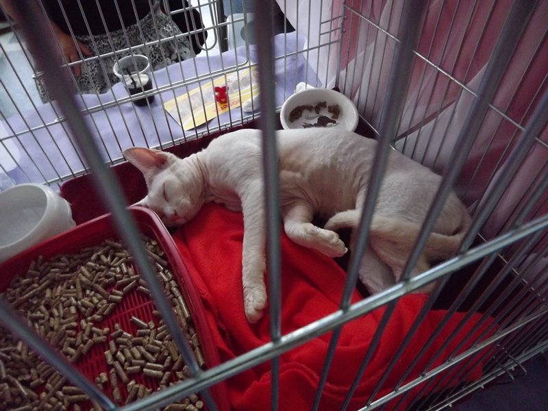 Купи друга за гривен Или немного о Международной выставке кошек в Луганске фото видео