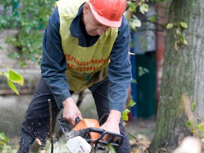 Программа Владимира Медяника по ликвидации аварийных деревьев проходит в Молодогвардейске на отлично