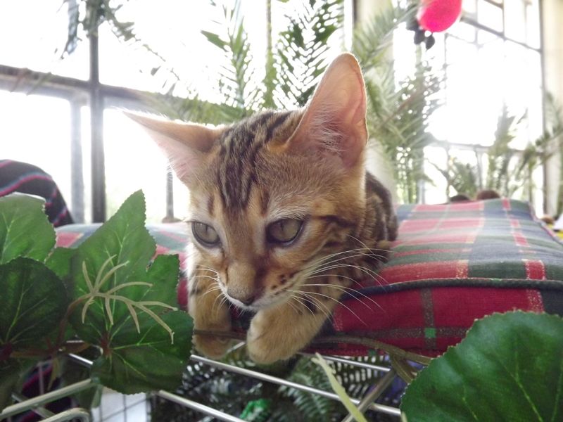 Купи друга за гривен Или немного о Международной выставке кошек в Луганске фото видео