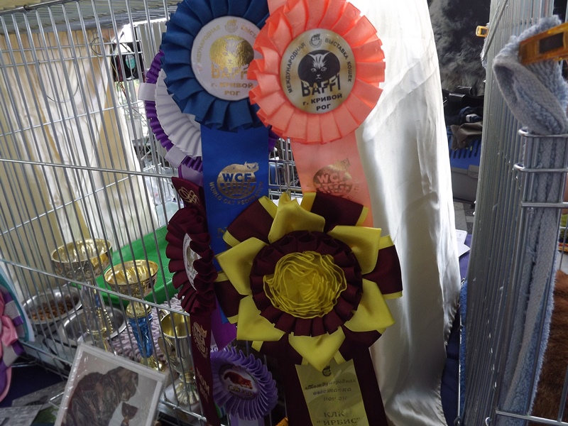 Купи друга за гривен Или немного о Международной выставке кошек в Луганске фото видео