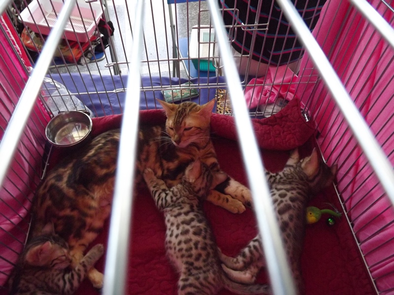 Купи друга за гривен Или немного о Международной выставке кошек в Луганске фото видео