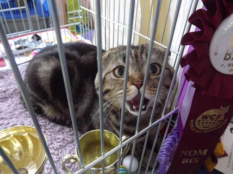 Купи друга за гривен Или немного о Международной выставке кошек в Луганске фото видео