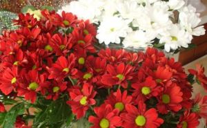 Какие цветы дарить женщинам на 8 марта? Советы флориста