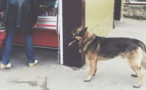 Хатико по-лугански: на улицах города домашние животные ищут хозяев (фото)
