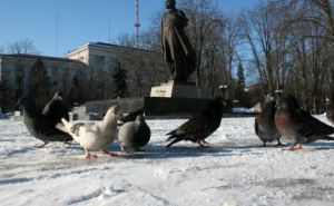 Местные жители рассказали о ситуации в Луганске 15 января