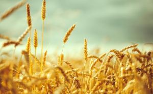 Аграрии самопровозглашенной ЛНР намолотили 97 тысяч тонн пшеницы