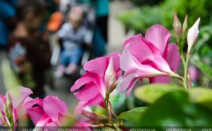 В Харькове открылась традиционная выставка цветов (фото)