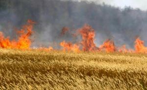 Жителей Луганска просят не сжигать сухую траву