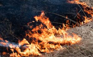 За сутки в самопровозглашенной ЛНР произошло 14 пожаров