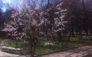 В Луганске зацвели абрикосы  (фото)