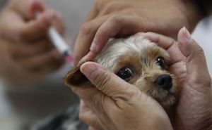 В Луганске проводится бесплатная вакцинация животных от бешенства