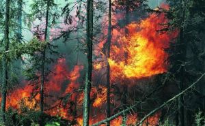 Украинцев призывают не посещать леса в жаркую погоду