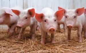 В Луганской области не зафиксировано случаев заражения африканской чумой свиней