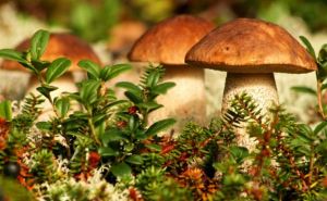 В Луганской области отравились грибами 10 человек