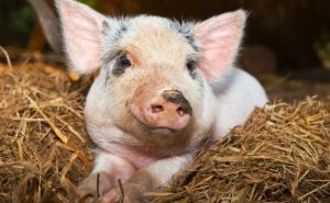 В Харьковской области из-за чумы сократилось поголовье свиней