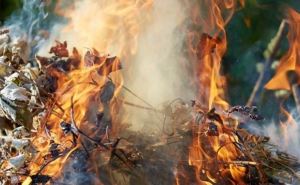 Штрафы за сжигание опавшей листвы в ЛНР составляют от 200 до 5 тыс. руб.