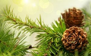 В самопровозглашенной ЛНР поступят в продажу 15 тыс. новогодних елок