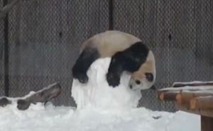 Зиме рады все! Интернет покорила панда со снеговиком