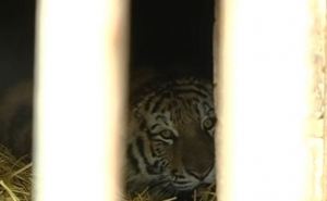 В Харьковский зоопарк привезли амурского тигра (видео)