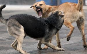 В Северодонецке участились случаи нападения бездомных собак на людей (видео)