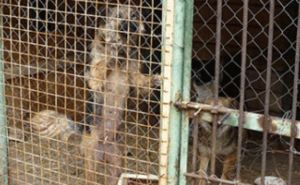 Бездомных собак из-под Донецка вывезут в Харьков