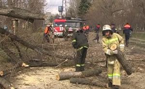 В Луганске дерево упало на проезжую часть (фото)