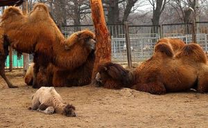 В Харьковском зоопарке родился верблюжонок (фото)