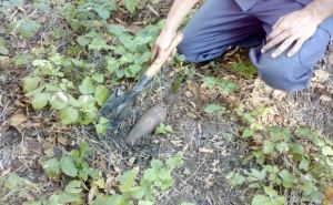 В Луганской области с начала года обнаружили 724 взрывоопасных предмета