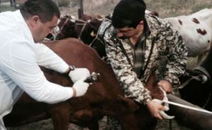 В Луганске в мае-июне проведут диспансеризацию животных