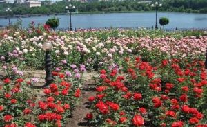 В Донецке высадили два миллиона роз