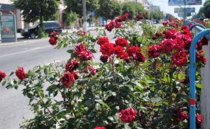 В Луганске высадили почти 100 тысяч цветов