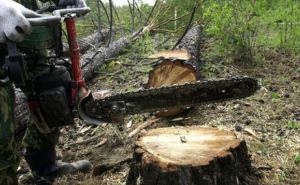 В Попаснянском районе незаконно вырубили 3 км лесополосы