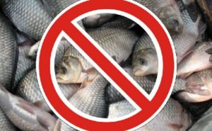 В самопровозглашенной ЛНР с 7 ноября запрещен вылов рыбы: перечень водоемов