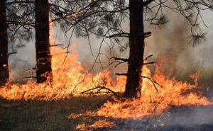 В «серой зоне» в Луганской области горит лес в трех лесничествах