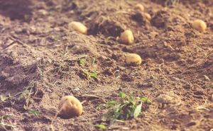 Картофельный неурожай предрекают эксперты на Востоке Украины