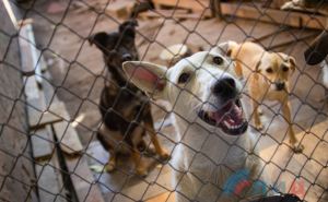 С 2014 года более 300 собак и 1000 кошек нашли хозяев благодаря луганскому приюту «Помоги другу». ФОТО